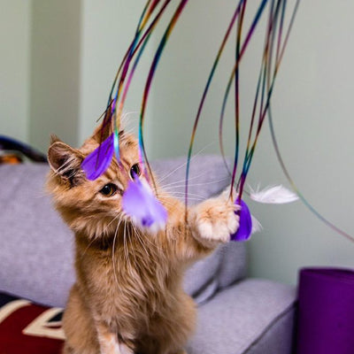 Ancol Rainbow Feather Cat Teaser Toy