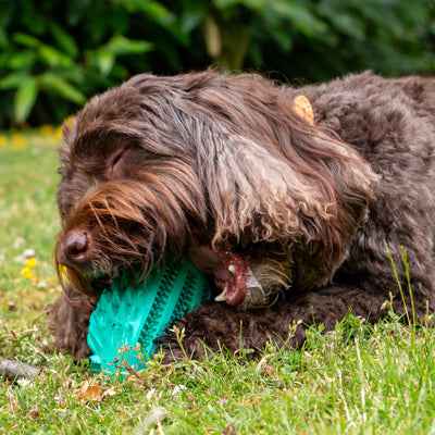 Örva Hedgehog Treat Toy – Interactive &amp; Engaging Fun for Your Pet!