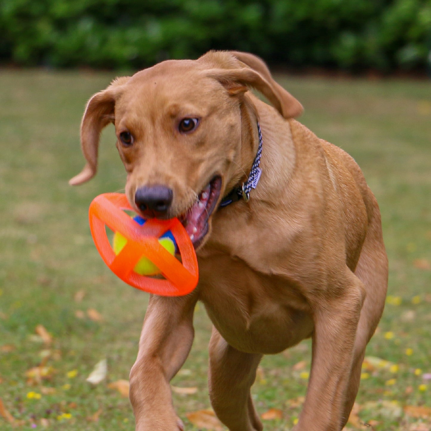 Ancol Tough Framed Rugby Ball Dog Toy