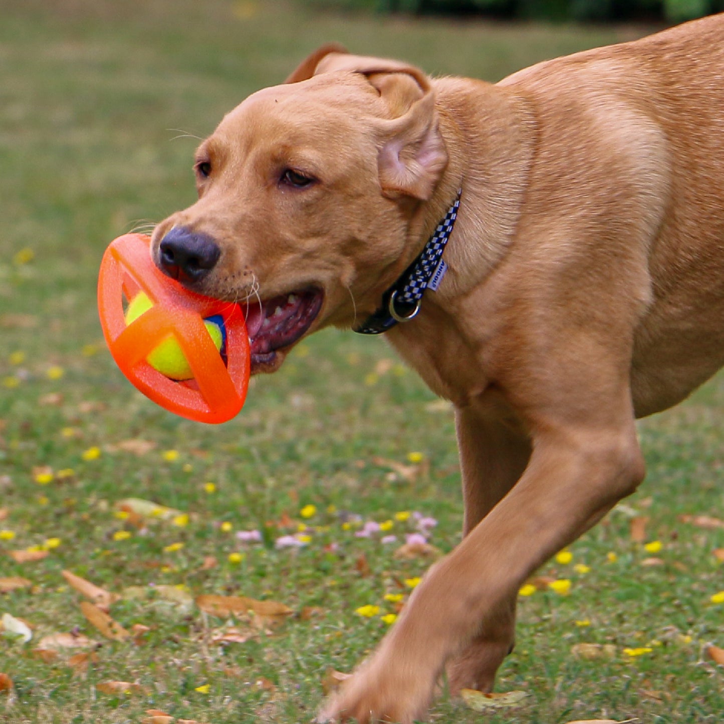 Ancol Tough Framed Rugby Ball Dog Toy