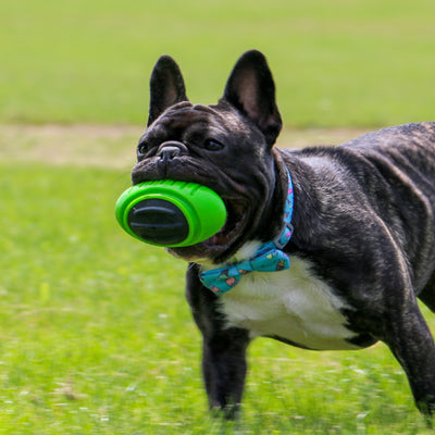 Ancol Extreme Tough Rugby Ball Dog Toy