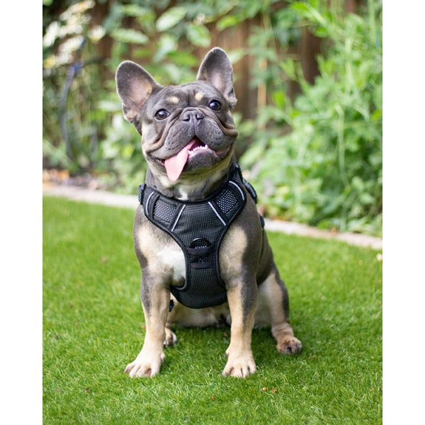 Rosewood 2025 dog harness