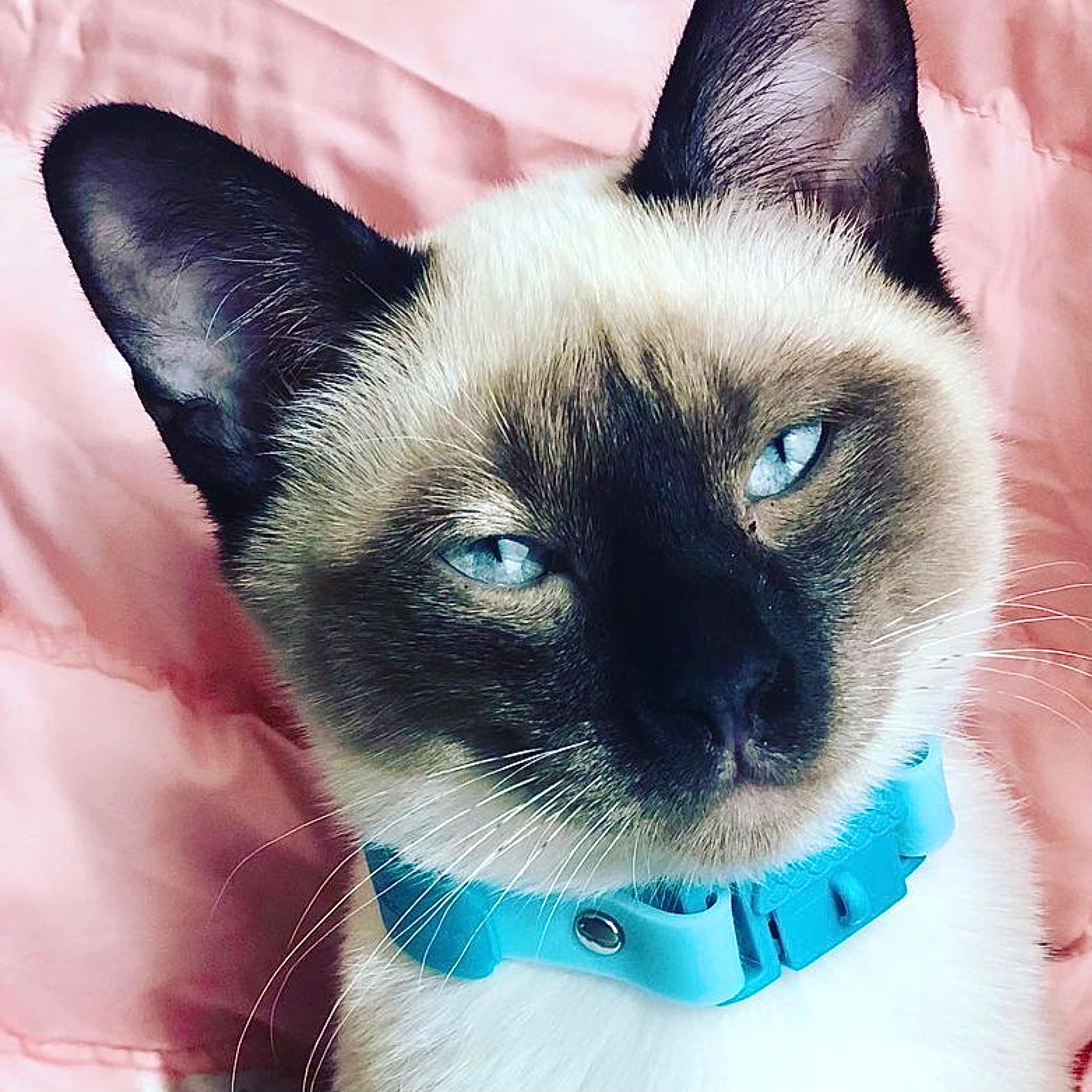 Kittyrama sales cat collar