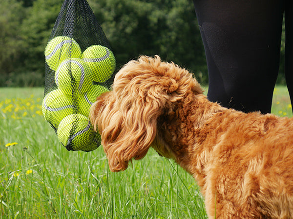 Jolly Doggy Standard Tennis Balls 12pc